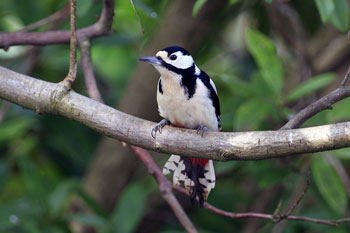 Bird Images by Betty Fold Gallery